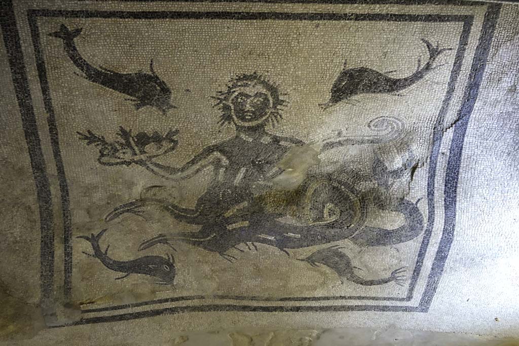 VI.1/7, Herculaneum, August 2021. 
Looking north across mosaic in tepidarium showing a Triton with a helm and a basket of fruit surrounded by four dolphins.
Photo courtesy of Robert Hanson.
