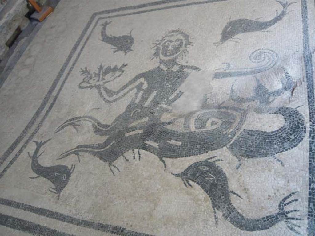 VI.1, Herculaneum. August 2013. Mosaic in tepidarium showing a Triton with a helm and a basket of fruit surrounded by four dolphins. Looking north. Photo courtesy of Buzz Ferebee.

