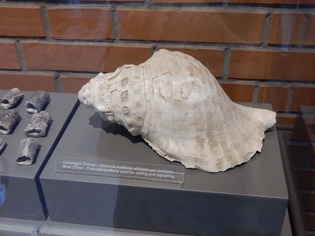 Herculaneum, June 2019. Shell (triton) used for signalling and calling. Photo courtesy of Buzz Ferebee.
